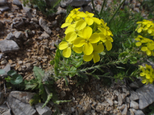 Image of Biscutella cichoriifolia by (c) Christian Berg, some rights reserved (CC BY)