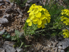 Biscutella cichoriifolia