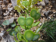 Biscutella cichoriifolia