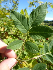 Rosa pseudoscabriuscula