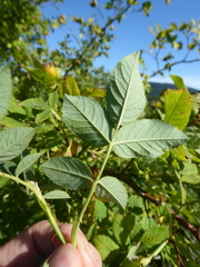 Rosa pseudoscabriuscula