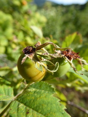 Rosa pseudoscabriuscula