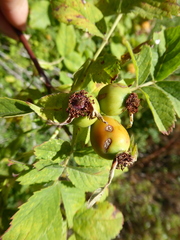 Rosa pseudoscabriuscula