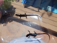 Plestiodon obsoletus