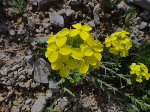 Image of Biscutella cichoriifolia by (c) Christian Berg, some rights reserved (CC BY)