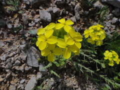 Biscutella cichoriifolia