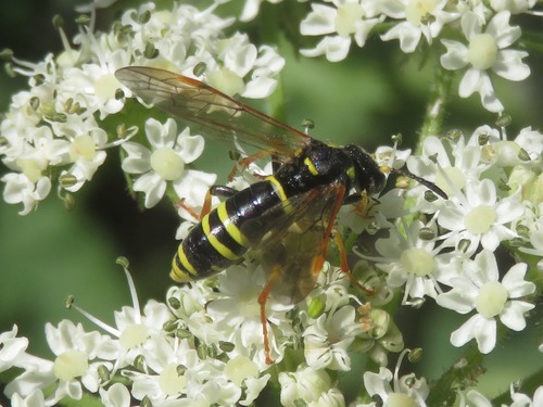 Plantain Wasp-sawfly, Leidschendam, Nederland, photo 5 of 10