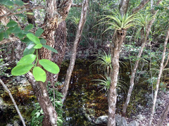 Erythroxylum confusum