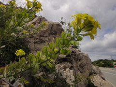 Biscutella cichoriifolia