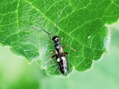 Globiceps flavomaculatus