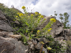 Biscutella cichoriifolia