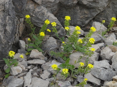 Biscutella cichoriifolia