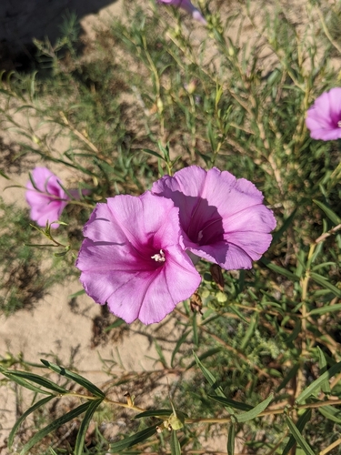 Image of Ipomoea leptophylla by (c) Alaina Krakowiak, some rights reserved (CC BY)