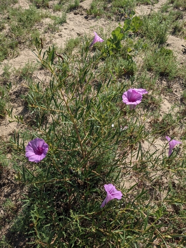 Image of Ipomoea leptophylla by (c) Alaina Krakowiak, some rights reserved (CC BY)