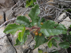 Frangula rupestris
