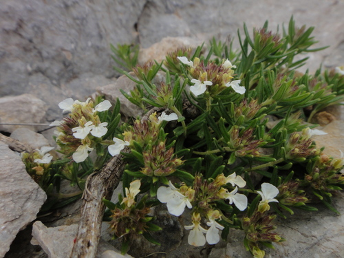 ožanka horská (Teucrium montanum)