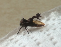 Heteronotus trinodosus