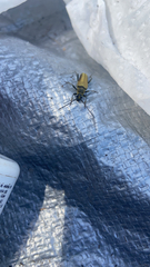 Lepturobosca chrysocoma