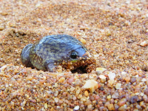 Marbled Pig-nosed Frog, Hemisus marmoratus