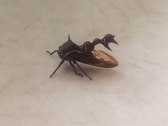 Heteronotus trinodosus