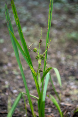 Sparganium stoloniferum