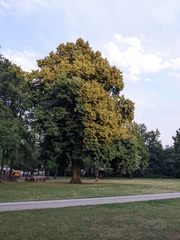 Quercus
