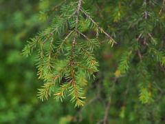 Picea abies