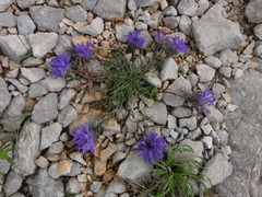 Edraianthus tenuifolius