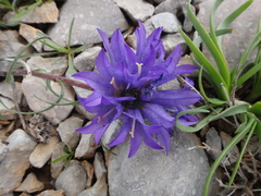 Edraianthus tenuifolius