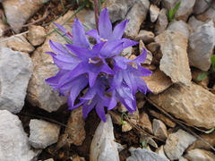 Edraianthus tenuifolius