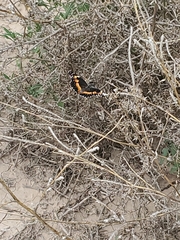 Chlosyne lacinia crocale