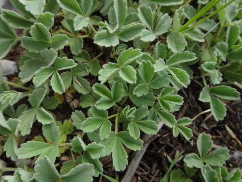 nátržník Tommasiniho (Potentilla tommasiniana)