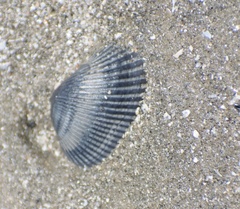 Noetiidae