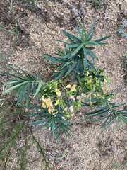 Euphorbia salicifolia