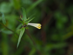 Melampyrum pratense