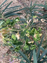 Euphorbia salicifolia