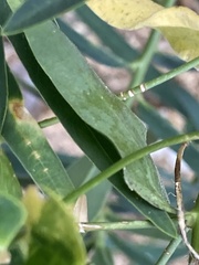 Euphorbia salicifolia