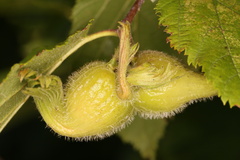 Corylus cornuta cornuta