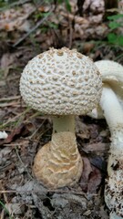 Amanita rhopalopus