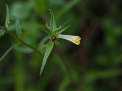 Melampyrum pratense