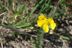 Potentilla hyparctica