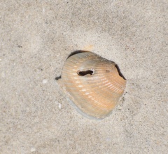 Noetia