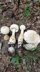 Amanita rhopalopus