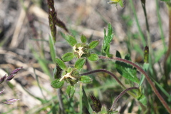 Potentilla hyparctica
