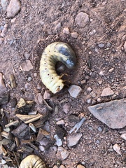 Oryctes nasicornis