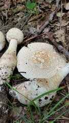Amanita rhopalopus