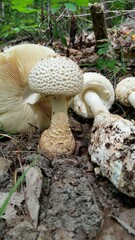 Amanita rhopalopus