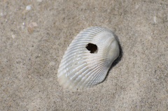 Noetia