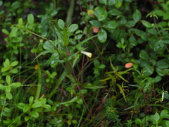 Melampyrum pratense