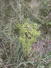 Euphorbia stricta